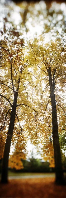 Autumn trees in a parkVolunteer Park, Capitol Hill, Seattle, King County, Washington State, USA