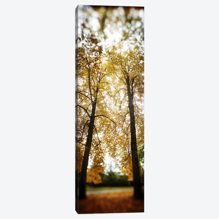 Autumn trees in a parkVolunteer Park, Capitol Hill, Seattle, King County, Washington State, USA Canvas Print #PIM8061} by Panoramic Images Canvas Print