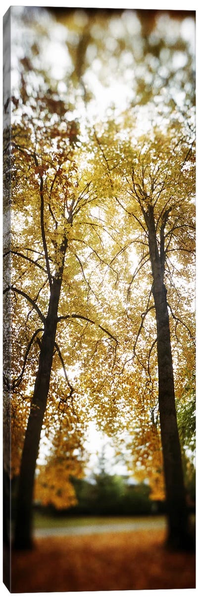 Autumn trees in a parkVolunteer Park, Capitol Hill, Seattle, King County, Washington State, USA Canvas Art Print - Washington Art