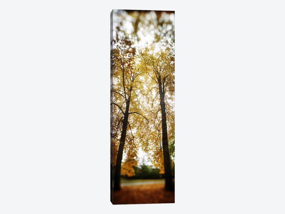 Autumn trees in a parkVolunteer Park, Capitol Hill, Seattle, King County, Washington State, USA by Panoramic Images 1-piece Canvas Art