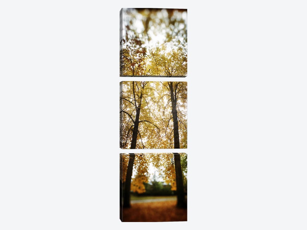 Autumn trees in a parkVolunteer Park, Capitol Hill, Seattle, King County, Washington State, USA by Panoramic Images 3-piece Canvas Art