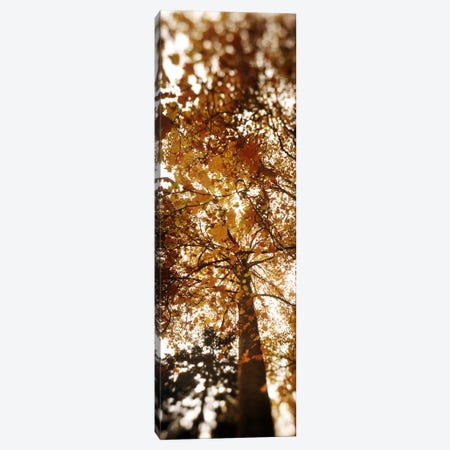 Low angle view of autumn treesVolunteer Park, Capitol Hill, Seattle, King County, Washington State, USA Canvas Print #PIM8062} by Panoramic Images Canvas Print