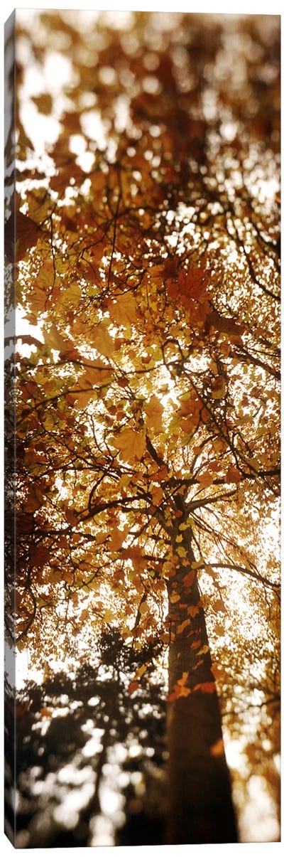 Low angle view of autumn treesVolunteer Park, Capitol Hill, Seattle, King County, Washington State, USA Canvas Art Print - Washington Art