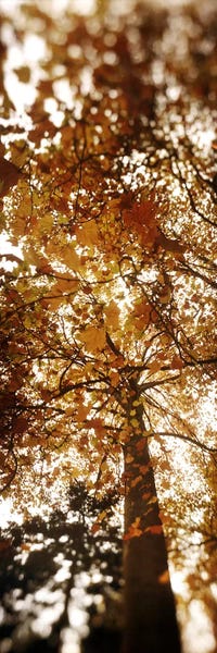 Seattle: Low angle view of autumn treesVolunteer Park, Capitol Hill, Seattle, King County, Washington State, USA by Panoramic Images
