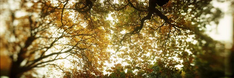 Low angle view of autumn treesVolunteer Park, Capitol Hill, Seattle, King County, Washington State, USA