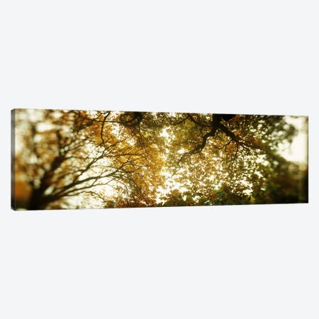 Low angle view of autumn treesVolunteer Park, Capitol Hill, Seattle, King County, Washington State, USA Canvas Print #PIM8063} by Panoramic Images Canvas Art Print