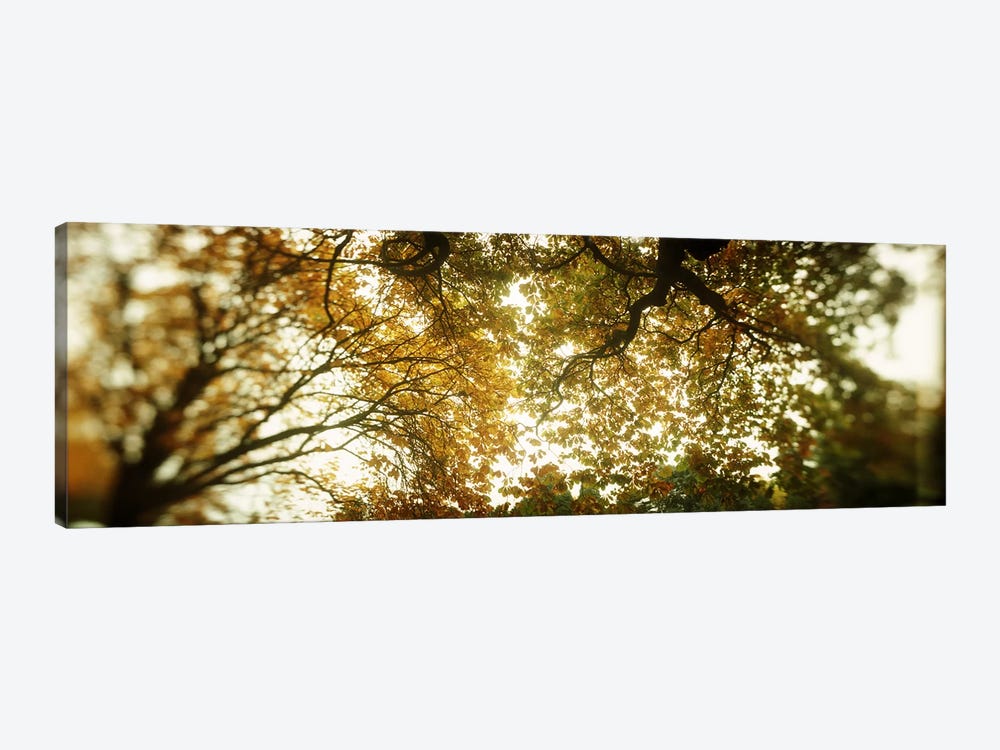 Low angle view of autumn treesVolunteer Park, Capitol Hill, Seattle, King County, Washington State, USA by Panoramic Images 1-piece Canvas Art