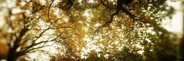Seattle: Low angle view of autumn treesVolunteer Park, Capitol Hill, Seattle, King County, Washington State, USA by Panoramic Images
