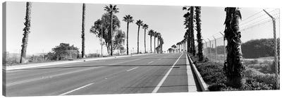 Palm trees along a roadSan Diego, California, USA Canvas Art Print - Black & White Art