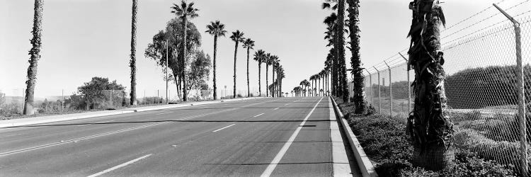 Palm trees along a roadSan Diego, California, USA