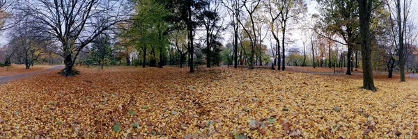 Manhattan: 360 degree view of an urban park, Central Park, Manhattan, New York City, New York State, USA by Panoramic Images