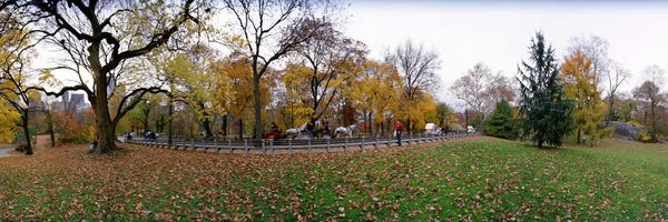 Central Park: Trees in a park, Central Park, Manhattan, New York City, New York State, USA #4 by Panoramic Images