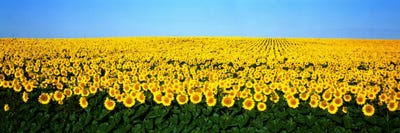Sunflower FieldNorth Dakota, USA by Panoramic Images canvas print