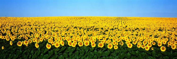 Sunflower FieldNorth Dakota, USA by Panoramic Images wall art