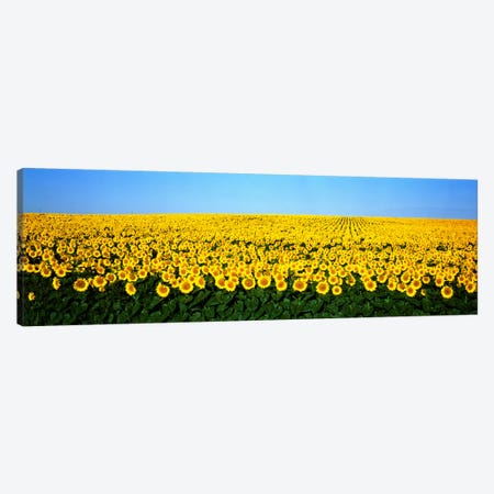 Sunflower FieldNorth Dakota, USA Canvas Print #PIM811} by Panoramic Images Canvas Print