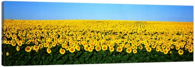 Sunflower FieldNorth Dakota, USA Canvas Art Print - Sunflower Art