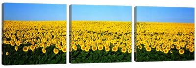 Sunflower FieldNorth Dakota, USA Canvas Art Print - 3-Piece Panoramic Art