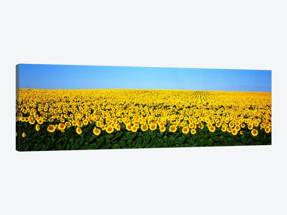 Sunflower FieldNorth Dakota, USA by Panoramic Images 1-piece Art Print