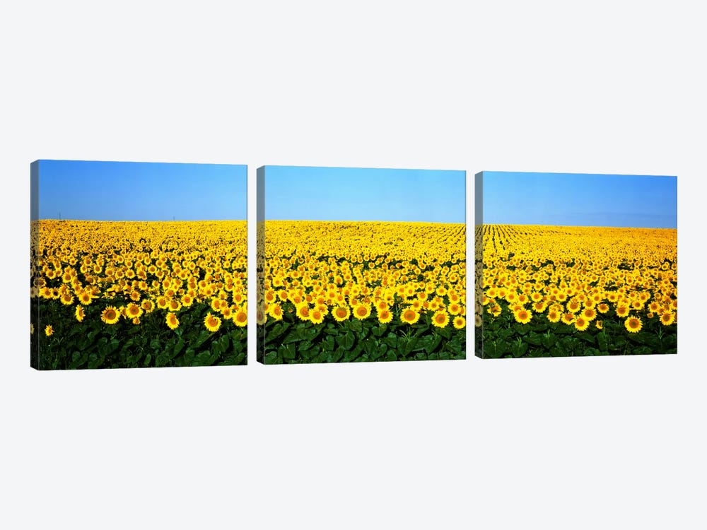 Sunflower FieldNorth Dakota, USA by Panoramic Images 3-piece Art Print