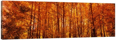 Aspen trees at sunrise in autumn, Colorado, USA Canvas Art Print - Autumn Art
