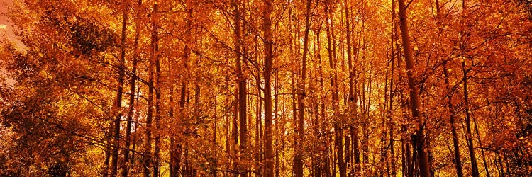 Aspen trees at sunrise in autumn, Colorado, USA