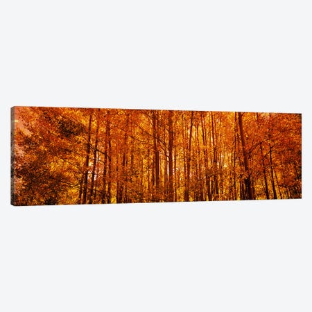Aspen trees at sunrise in autumn, Colorado, USA Canvas Print #PIM8190} by Panoramic Images Canvas Print