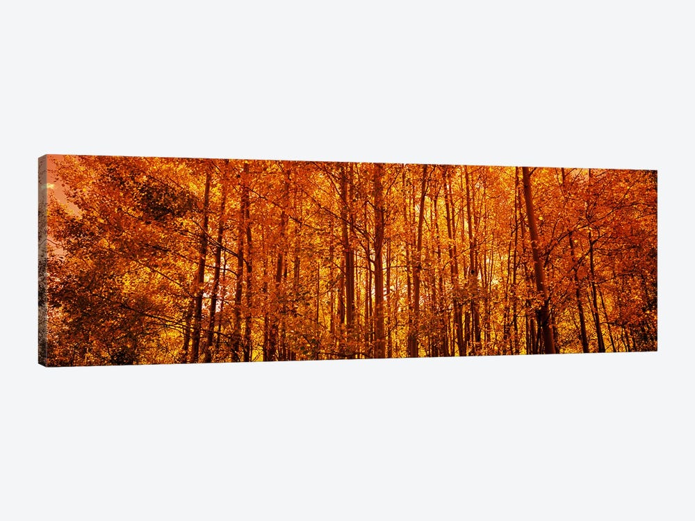 Aspen trees at sunrise in autumn, Colorado, USA by Panoramic Images 1-piece Canvas Print