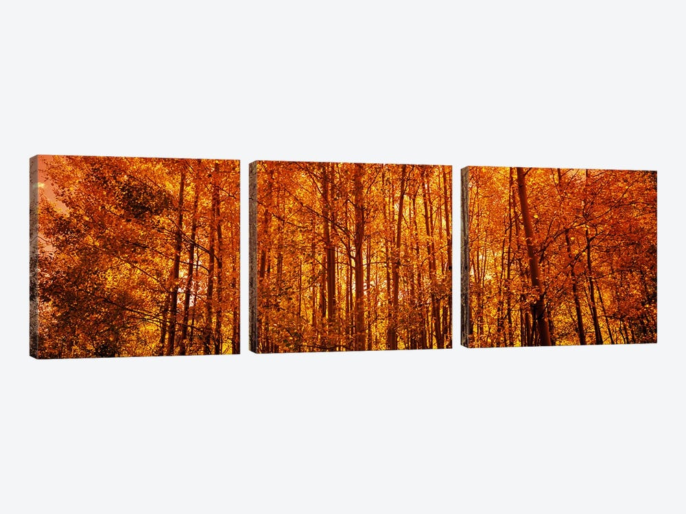 Aspen trees at sunrise in autumn, Colorado, USA by Panoramic Images 3-piece Canvas Art Print