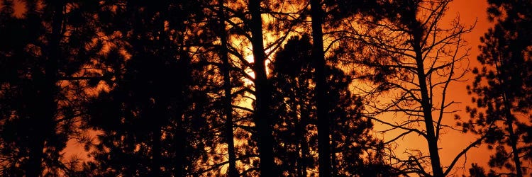 Low angle view of trees at sunrise, Colorado, USA