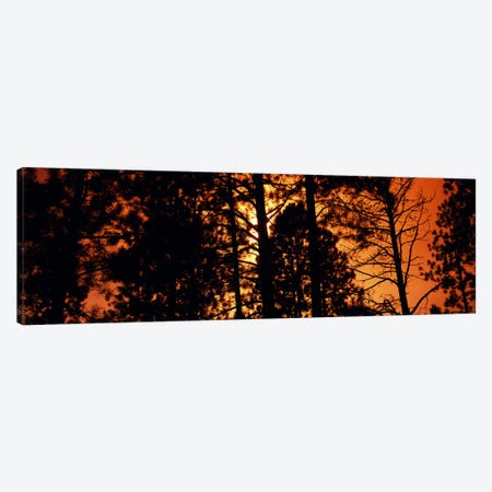 Low angle view of trees at sunrise, Colorado, USA Canvas Print #PIM8195} by Panoramic Images Canvas Wall Art