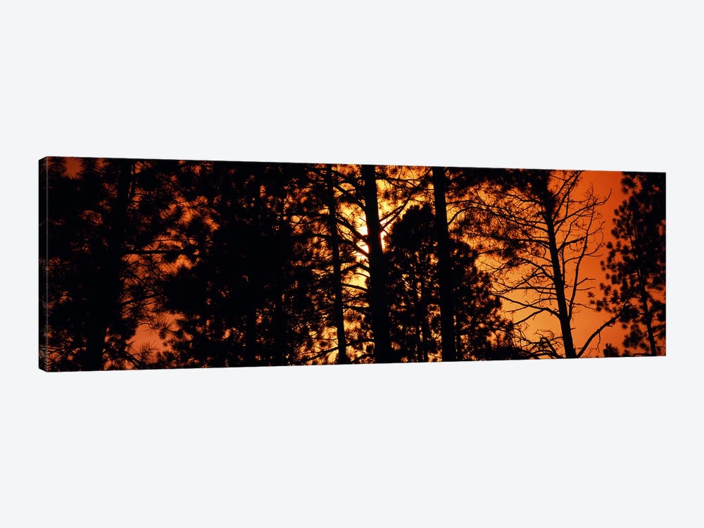 Low angle view of trees at sunrise, Colorado, USA by Panoramic Images 1-piece Canvas Wall Art
