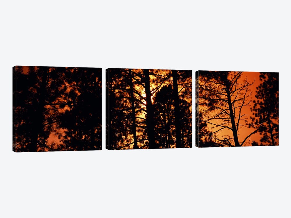 Low angle view of trees at sunrise, Colorado, USA by Panoramic Images 3-piece Canvas Wall Art