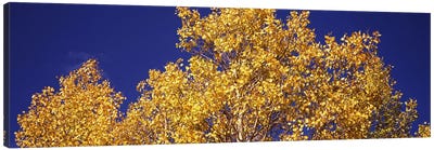 Low angle view of aspen trees in autumn, Colorado, USA Canvas Art Print - Aspen Tree Art