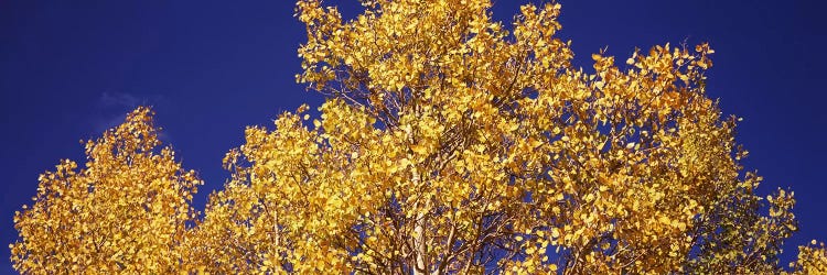 Low angle view of aspen trees in autumn, Colorado, USA