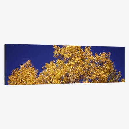 Low angle view of aspen trees in autumn, Colorado, USA Canvas Print #PIM8202} by Panoramic Images Art Print