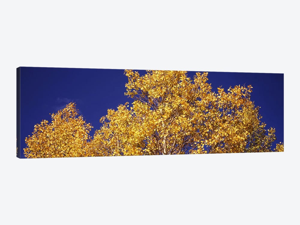 Low angle view of aspen trees in autumn, Colorado, USA by Panoramic Images 1-piece Canvas Artwork