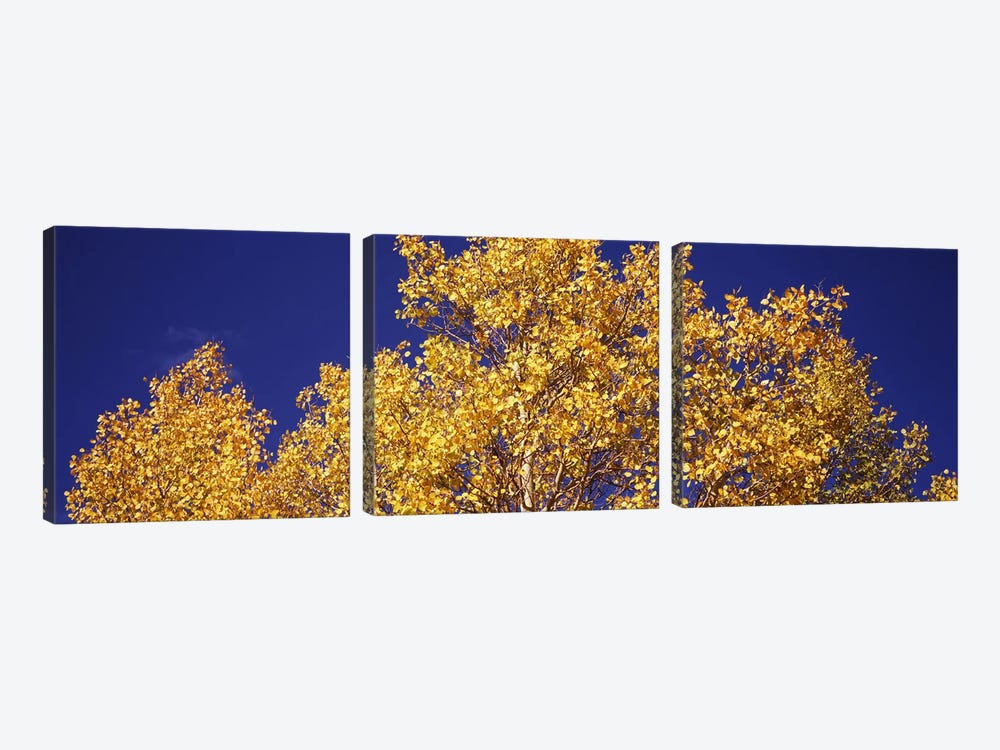 Low angle view of aspen trees in autumn, Colorado, USA by Panoramic Images 3-piece Canvas Art
