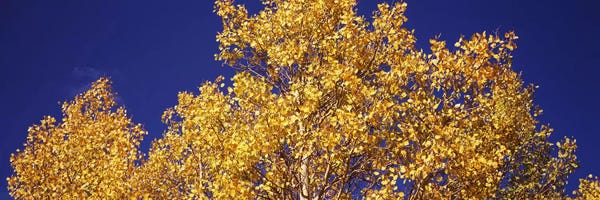 Colorado: Low angle view of aspen trees in autumn, Colorado, USA by Panoramic Images