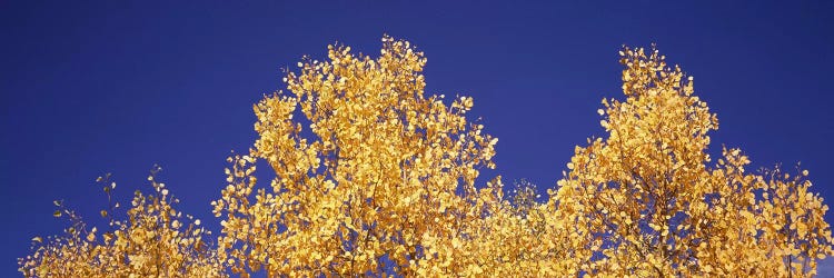 Low angle view of aspen trees in autumn, Colorado, USA #2