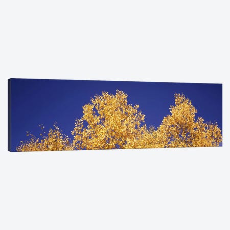 Low angle view of aspen trees in autumn, Colorado, USA #2 Canvas Print #PIM8203} by Panoramic Images Canvas Print