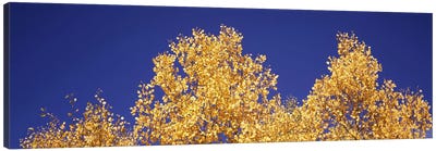 Low angle view of aspen trees in autumn, Colorado, USA #2 Canvas Art Print - Colorado Art