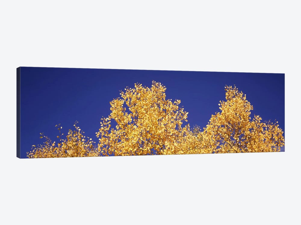 Low angle view of aspen trees in autumn, Colorado, USA #2 by Panoramic Images 1-piece Canvas Art Print