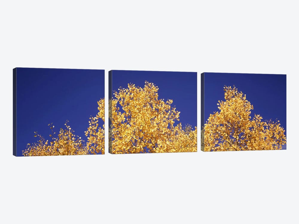Low angle view of aspen trees in autumn, Colorado, USA #2 by Panoramic Images 3-piece Canvas Art Print