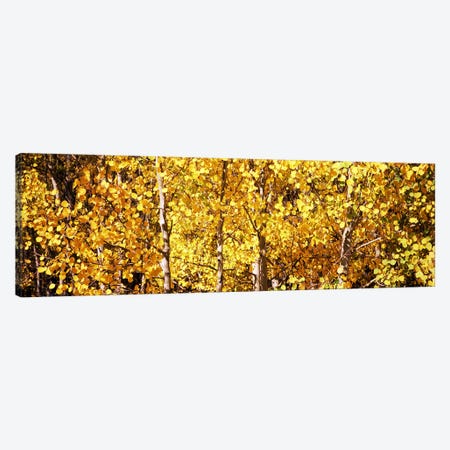 Aspen trees in autumn, Colorado, USA #5 Canvas Print #PIM8204} by Panoramic Images Canvas Art