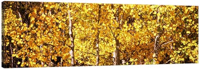 Aspen trees in autumn, Colorado, USA #5 Canvas Art Print - Aspen Tree Art