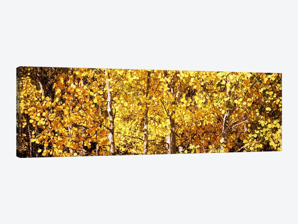 Aspen trees in autumn, Colorado, USA #5 by Panoramic Images 1-piece Canvas Artwork