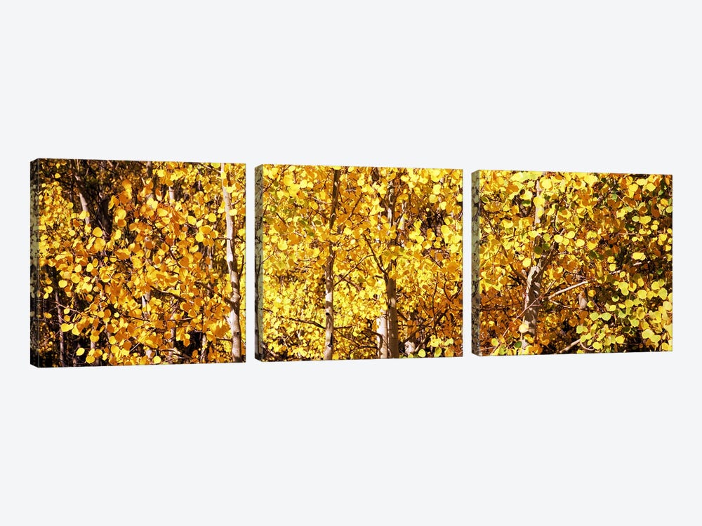 Aspen trees in autumn, Colorado, USA #5 by Panoramic Images 3-piece Canvas Artwork