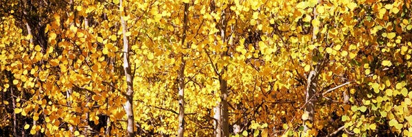 Aspen Trees: Aspen trees in autumn, Colorado, USA #5 by Panoramic Images