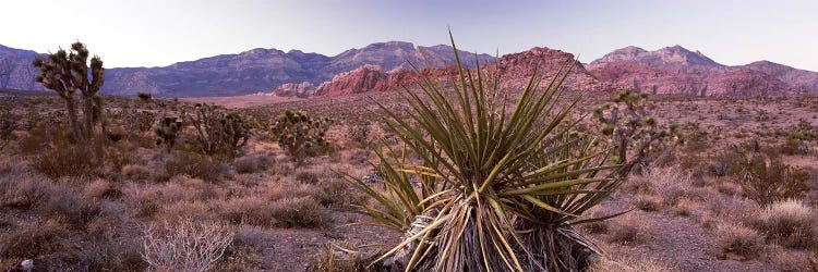 Yucca plant in a desertRed Rock Canyon, Las Vegas, Nevada, USA