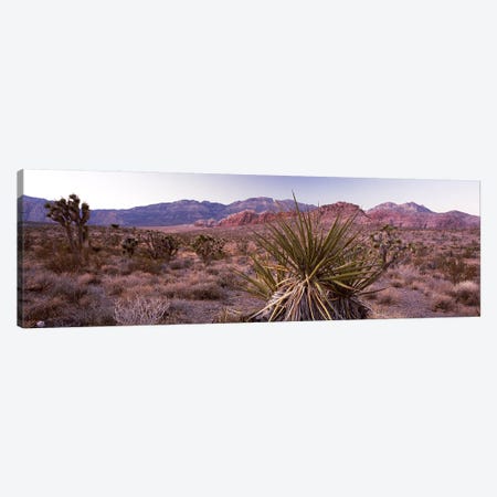 Yucca plant in a desertRed Rock Canyon, Las Vegas, Nevada, USA Canvas Print #PIM8209} by Panoramic Images Canvas Print